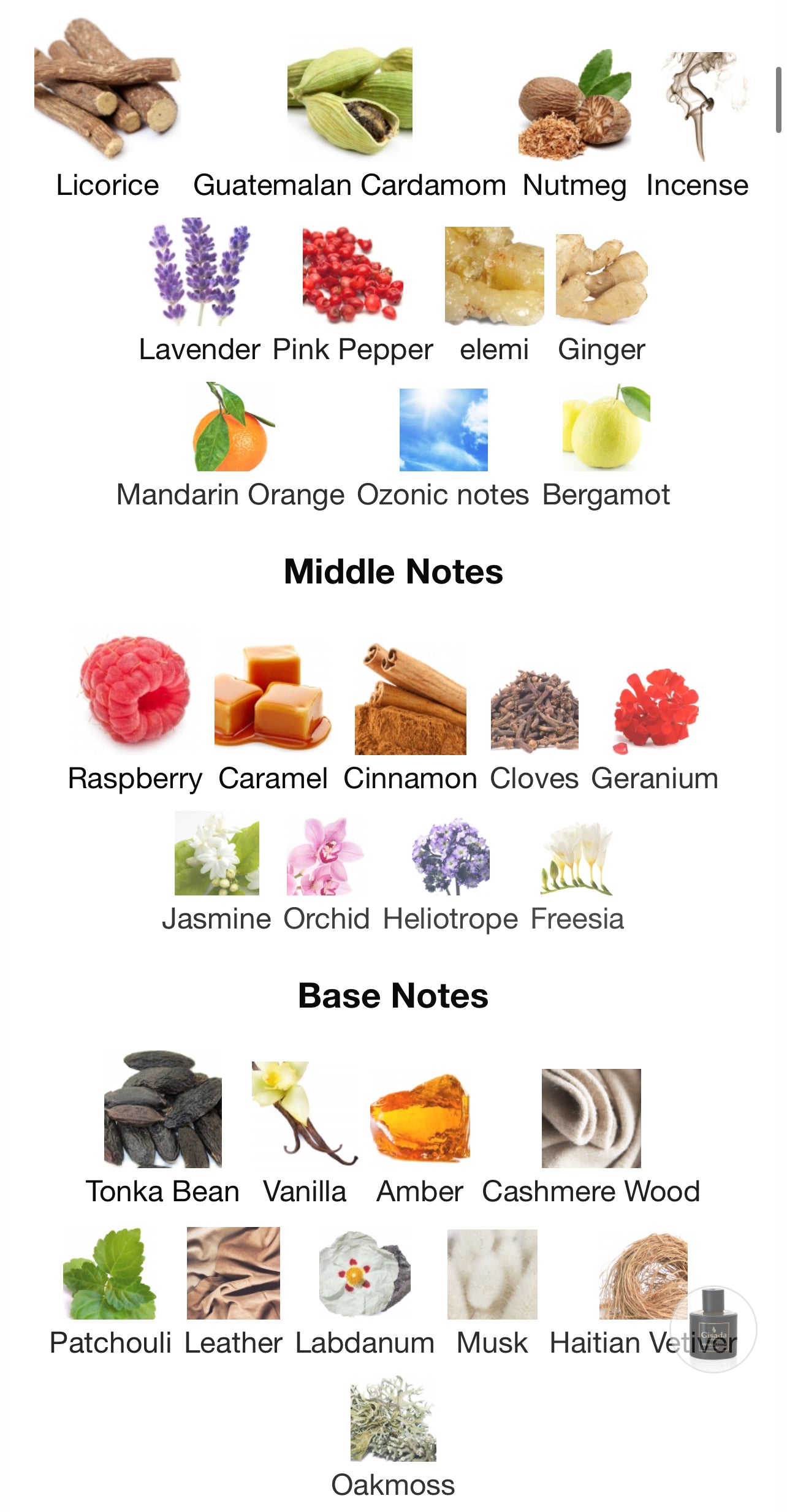 Gisada Ambassador intense